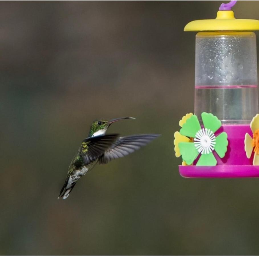 El Colibri Cabanas De La Naturaleza Trelew Esterno foto